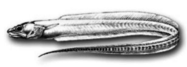 Echiodon dentatus_01.jpg